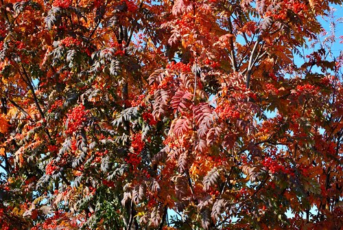 Рябина горит пожарами...