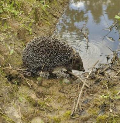 Лужа на дороге