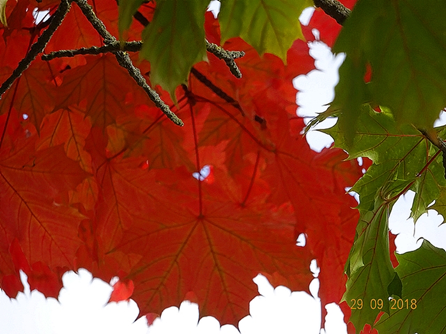 Лето и осень - божья плоть...