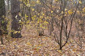 127. Под ногами листья - 1