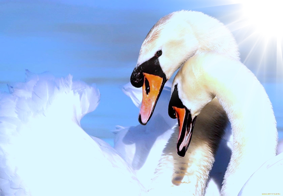 Мне б туда - в край лебединый...