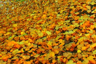 Завтра первый снег