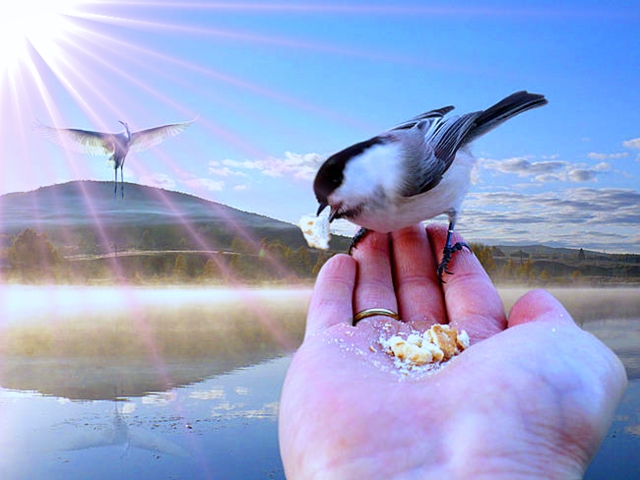 Синица - птичка многих судеб!