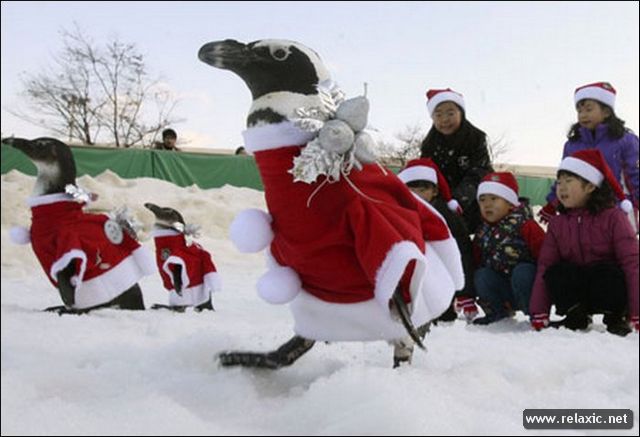 Кусты и Пингвины