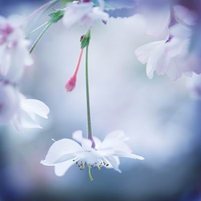 Нежностью твоею