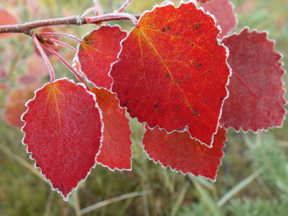 Каким цветом листья осенью. Лист осины. Осенние листья осины. Береза с красными листьями. Осина осенью.
