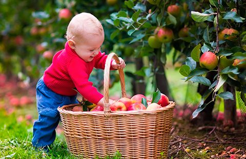 Яблоко От Яблони