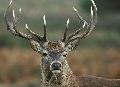 Из чудес - Берендея!