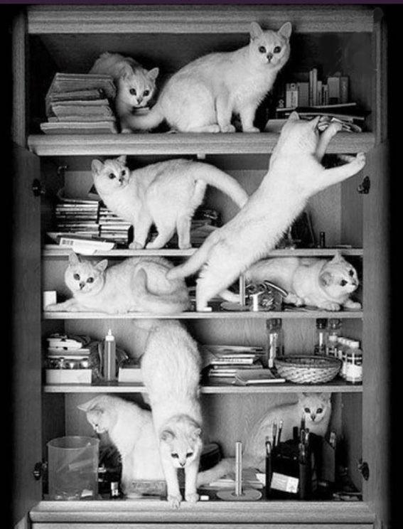 Коты на книжных полках