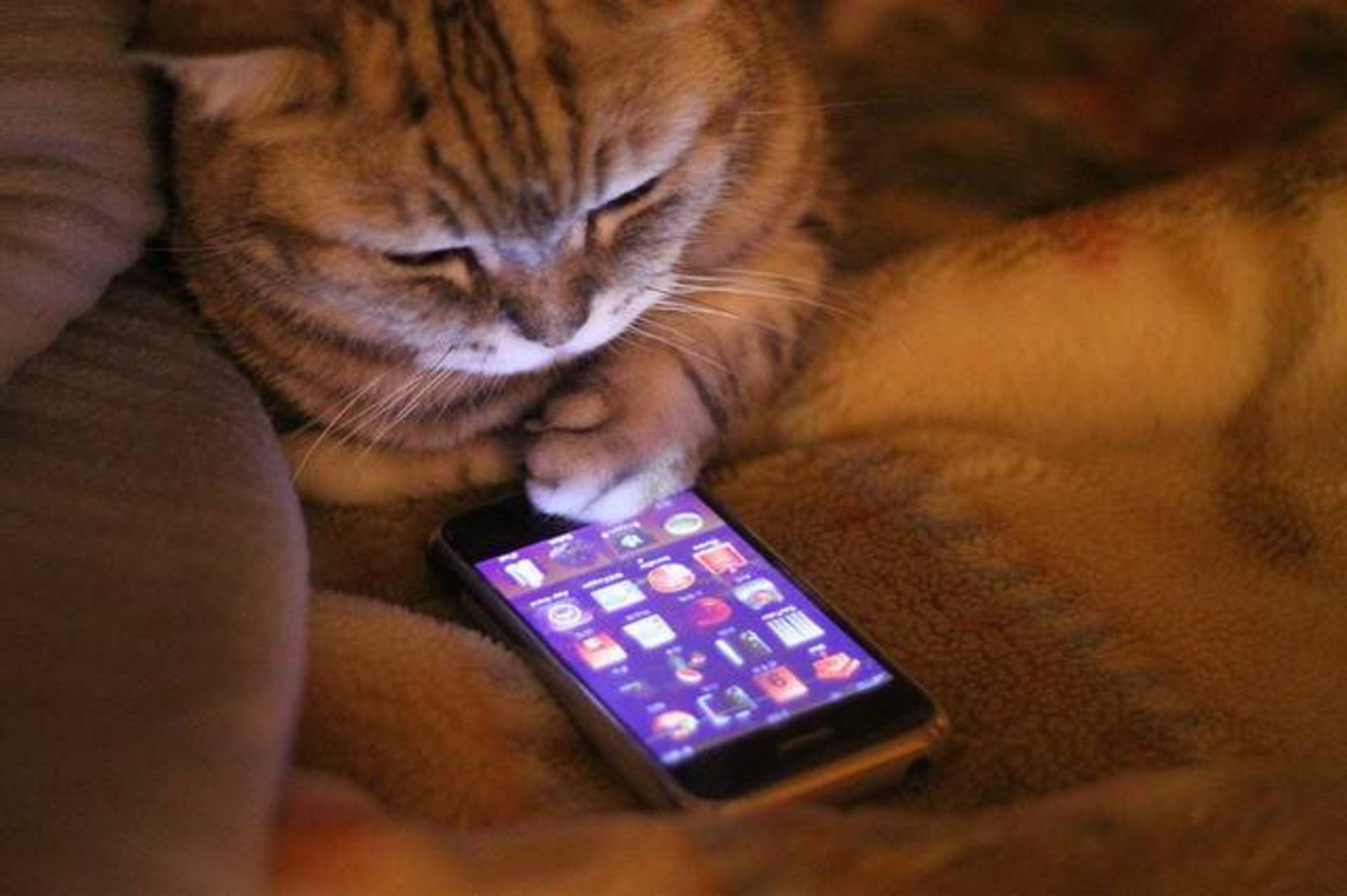 На телефоне включи кот. Котенок с телефоном. Кошечка с телефоном. Кот с мобильником. Кот за телефоном.