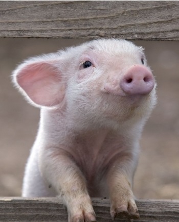 Поросёнок. 2019 символ года