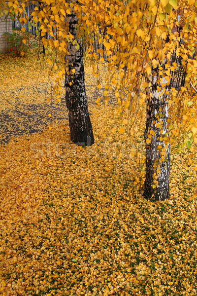 С берез осыпался янтарь