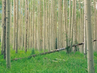 Тоска по родине