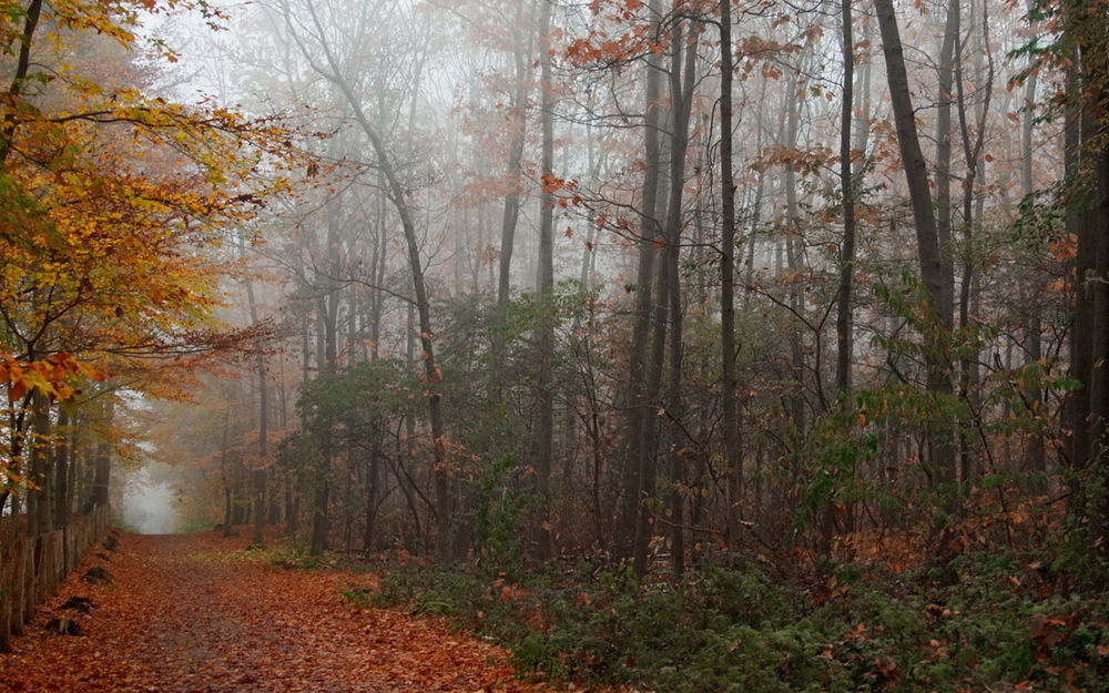 Печальный осени отсчет
