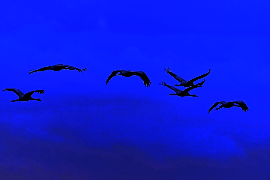 Не плачьте, журавли...