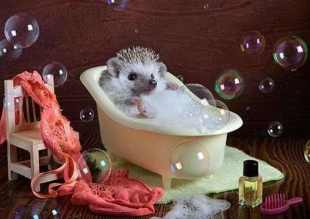 Чистые иголки