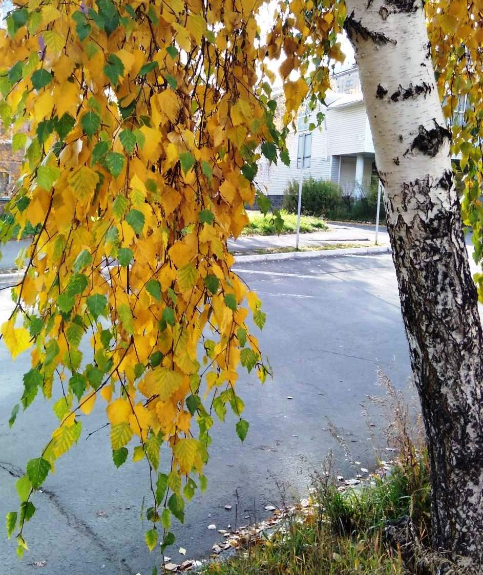 В дар бессильным крошевом