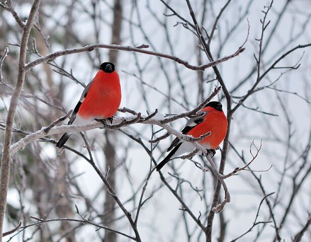 Про любовь, что присуща всем верным сердцам