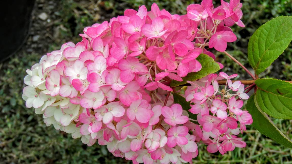 В удачах, каждый лик беспечен