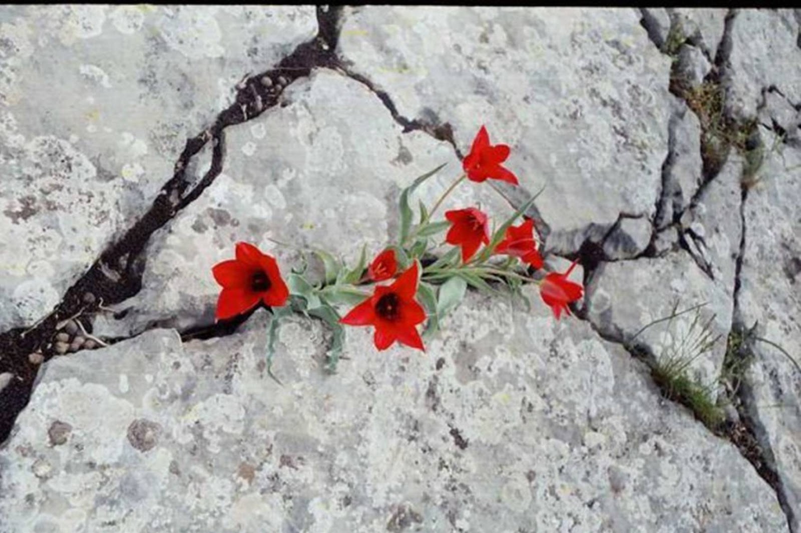 Трещин цветок. Цветы растущие на камнях. Цветок среди камней. Цветы растущие на скалах. Цветок растет из камня.