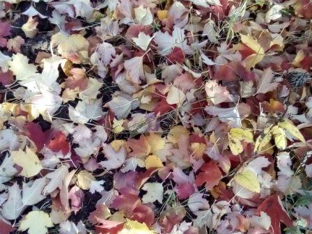 Осенний невпопад