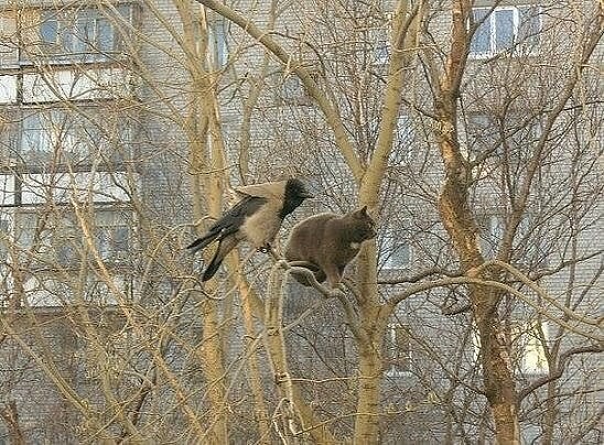 Смешная картинка из интернета