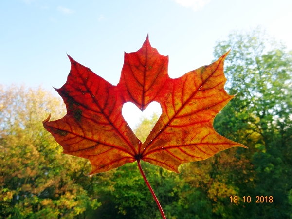 Солнышко - на крыльях...