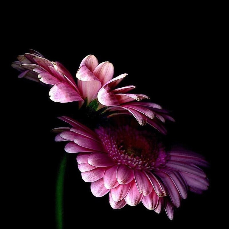 Предрассветная мольба