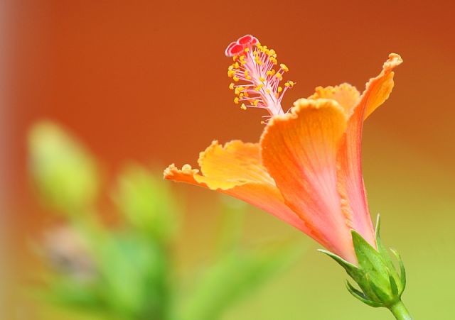 О, как безгранична милость Твоя!