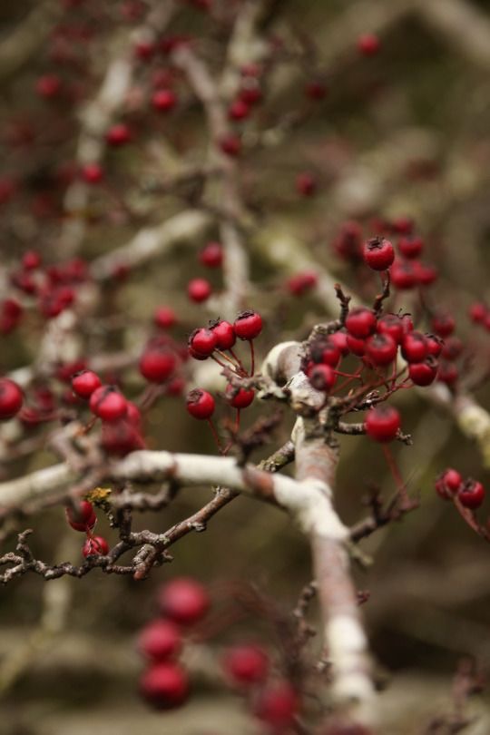 На Юг давно все улетели птицы