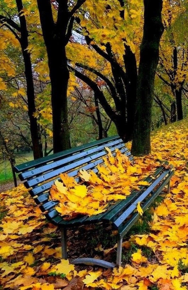 Шепотiли клени... Перевела Римма Батищева