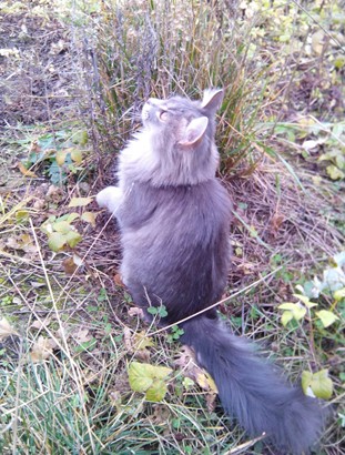 Об одной взаимной любви