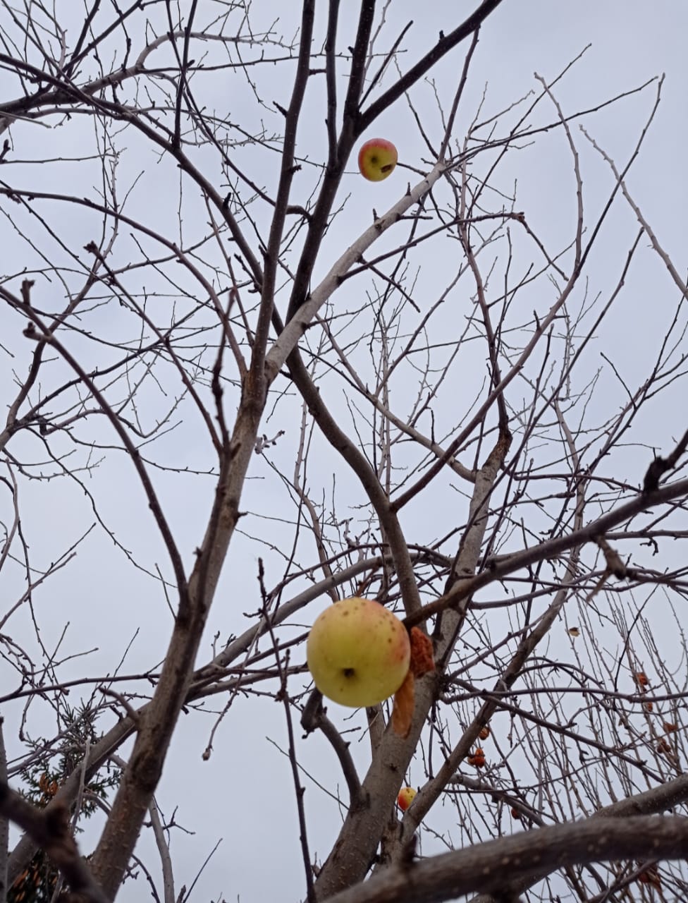 Незавершённый диалог