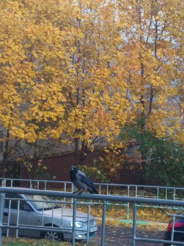 Открытое окно на осень
