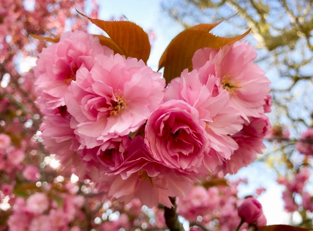 Сакура в Париже