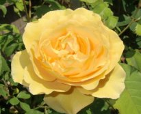 Чайной розою...