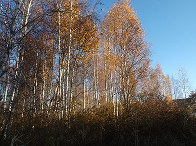 Возвратятся к дому журавли