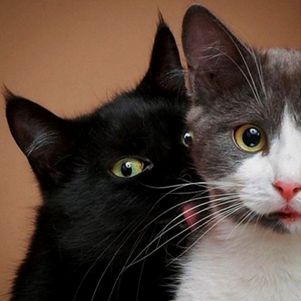 Кошечка Пулька и котик Патрон