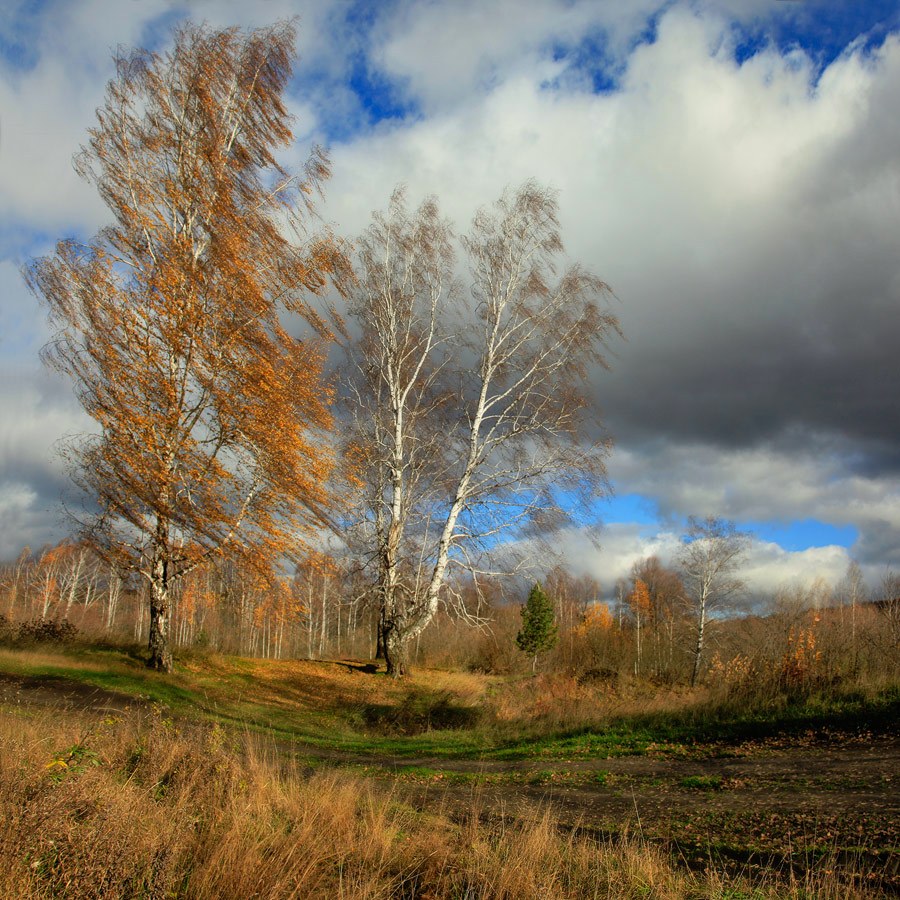 34 Гнутся берёзы на сильном ветру