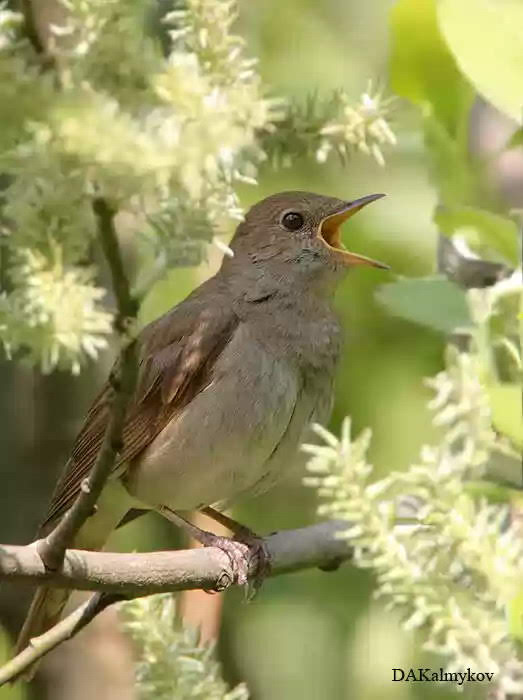 Песни любви...
