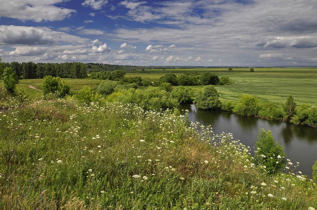 Природные условия луга. Луга Липецкой области. Природа Липецкого района. Пойменно-островной природный комплекс Тогучинский район. Пойменные Луга Тульской области.