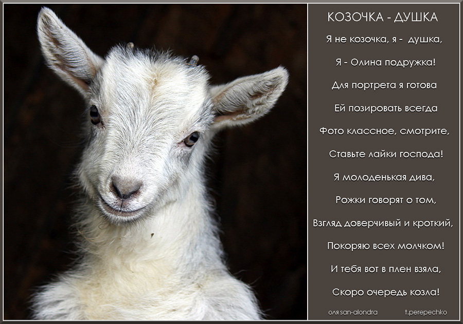 Козочка Душка