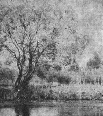 Ушло, умчалось лето на крылах...