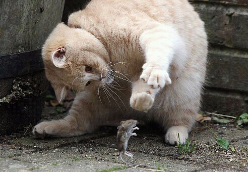 Коту игрушки, мышке слёзки