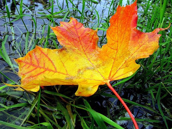 Кто разглядел, что это - я?!