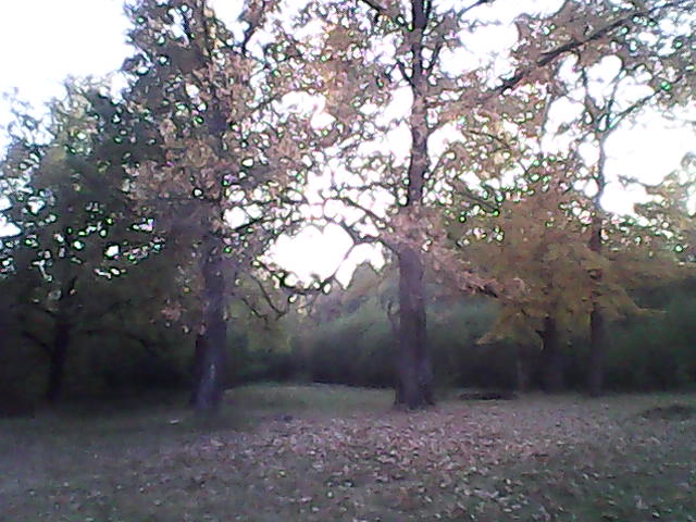 Летящая осень