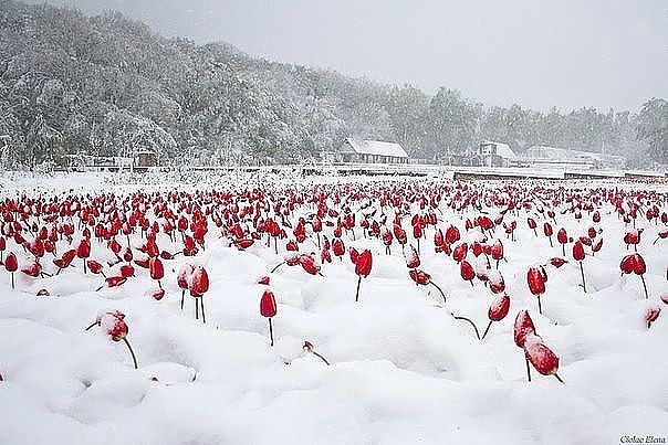Когда будет свернуто солнце