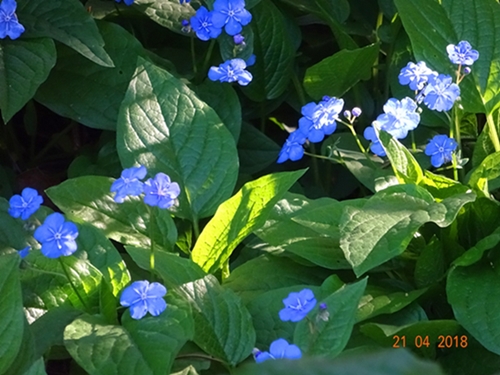 O, незабудки, есть такие...