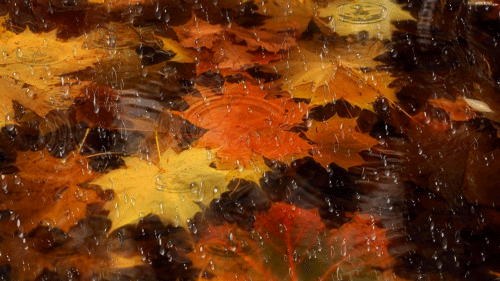 Ноябрь. День на день не приходится...