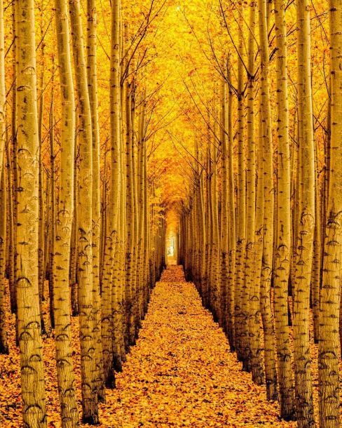 Иду осенним коридором